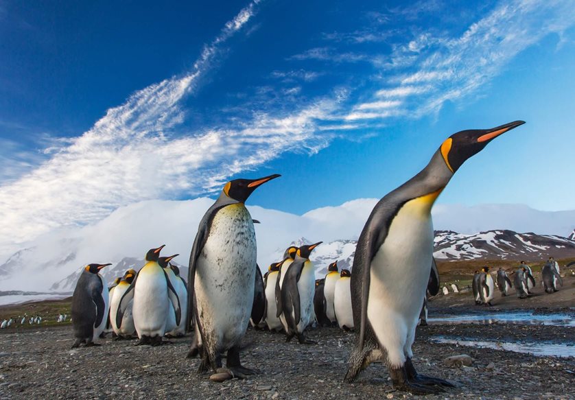 Пять навыков, которые мы можем извлечь из пингвинов